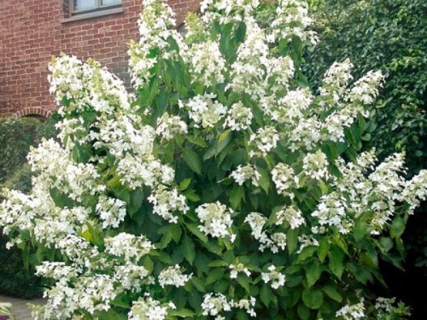 Hydrangea paniculata Hydrangea paniculata levana