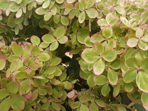 Hydrangea panicle pastel berdeng paglalarawan