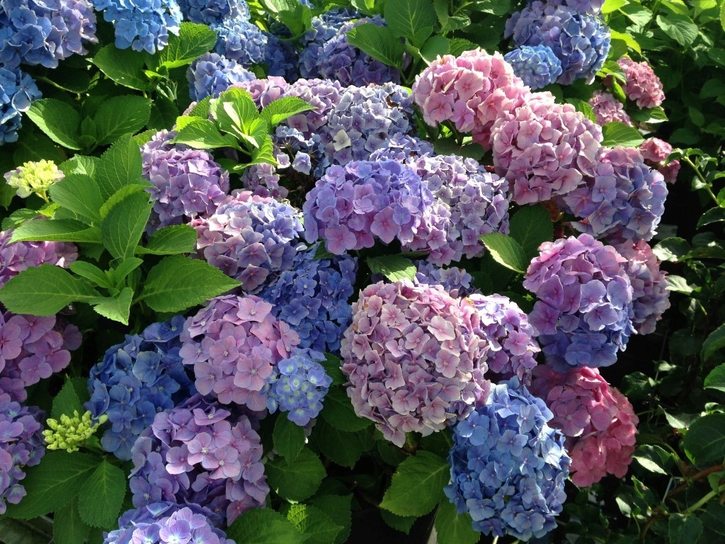 Ang pagtatanim at pag-aalaga ng bouquet ng Hydrangea