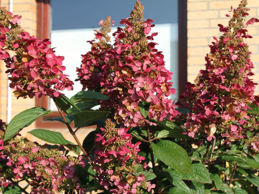 Hortensia chaud