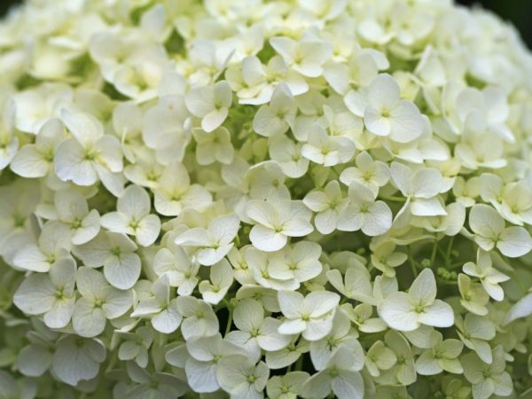 Hortensia arbre blanc Annabelle