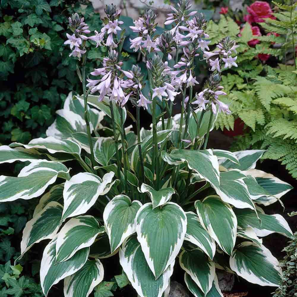 Comment la plante hosta se reproduit