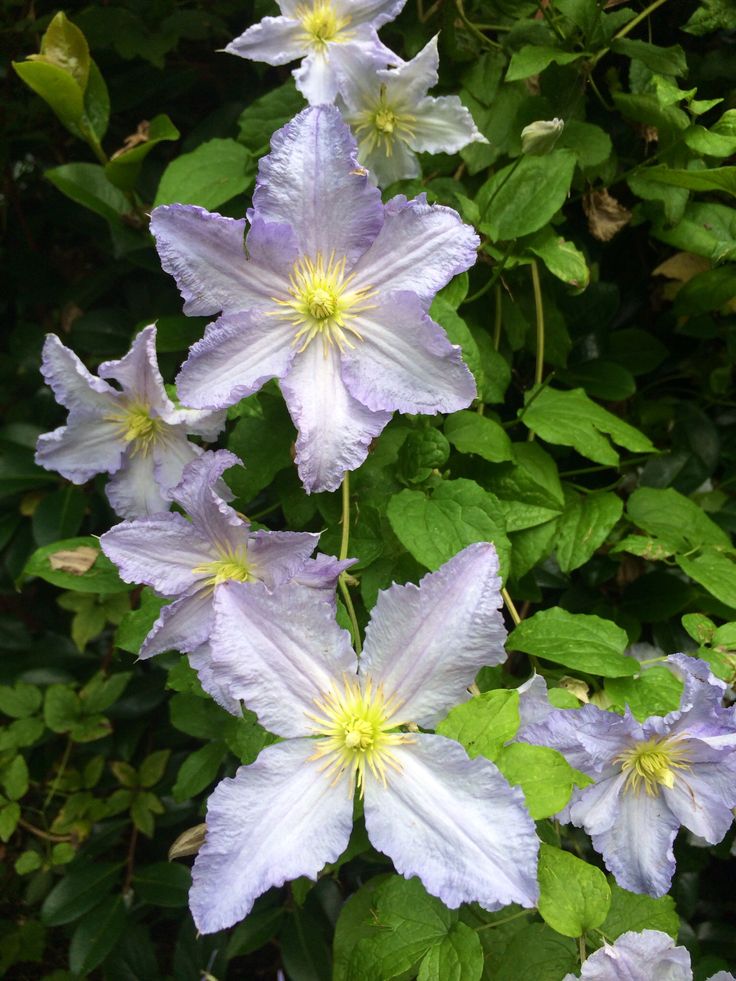 Clematis blackitney aniol photo