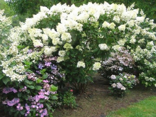 Hydrangea paniculata levana photo