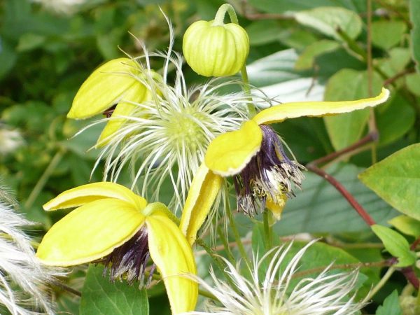 Barbe à papa Clematis Tangut