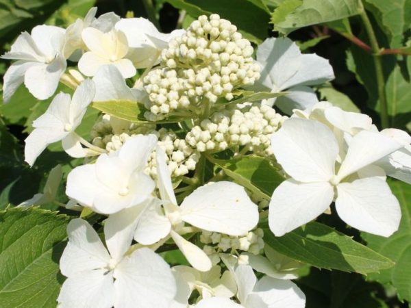 Description de l'Hydrangea paniculata Levana