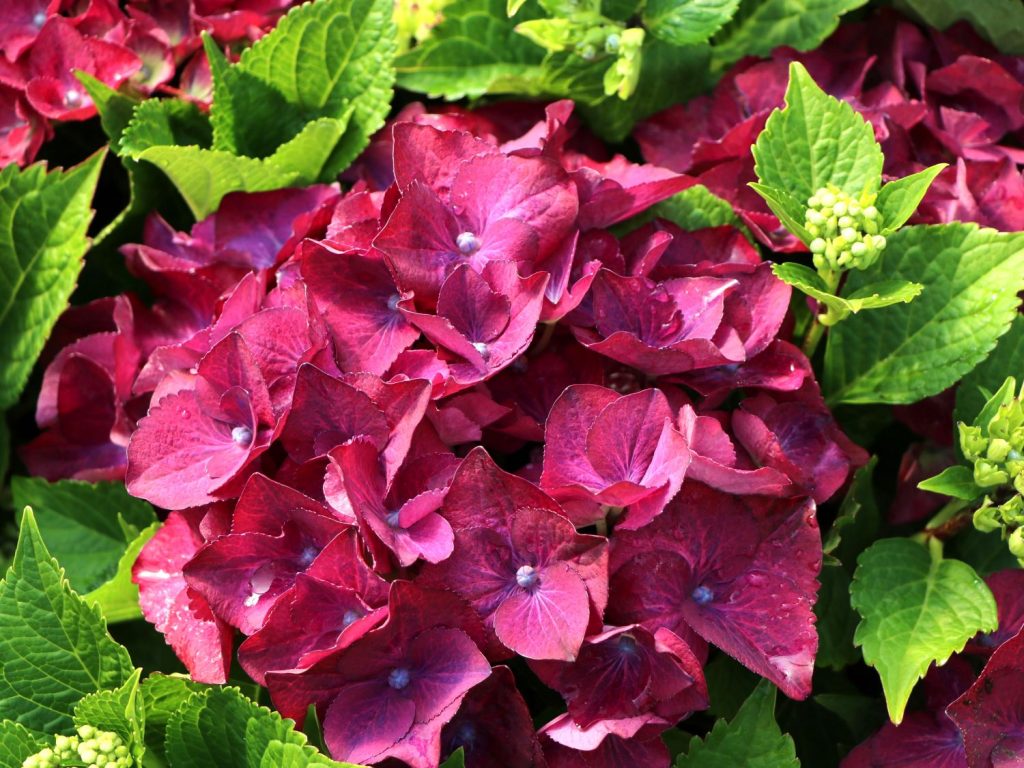 Hortensia à grandes feuilles rouge vif