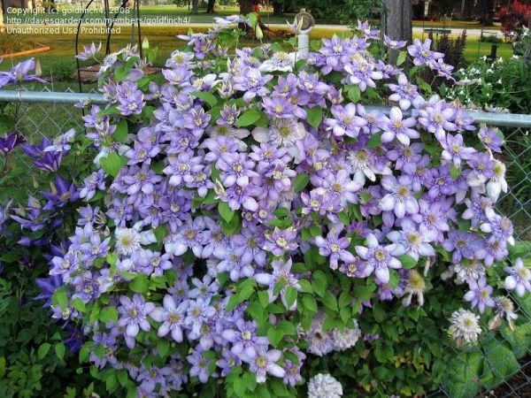 Clematis kék fény ültetés és gondozás