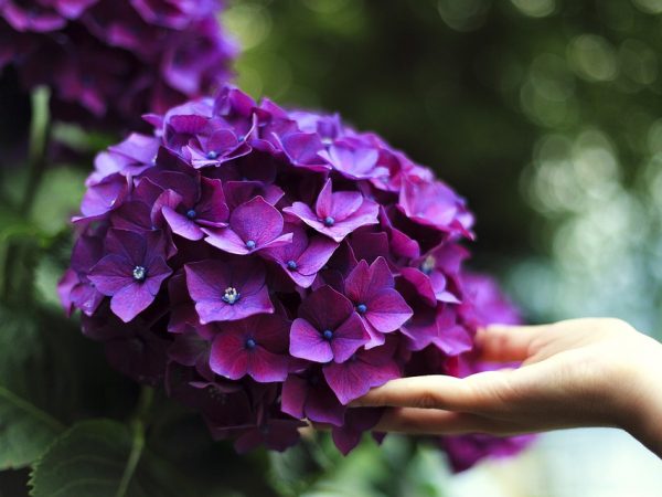 Paglipat ng isang hydrangea sa silid