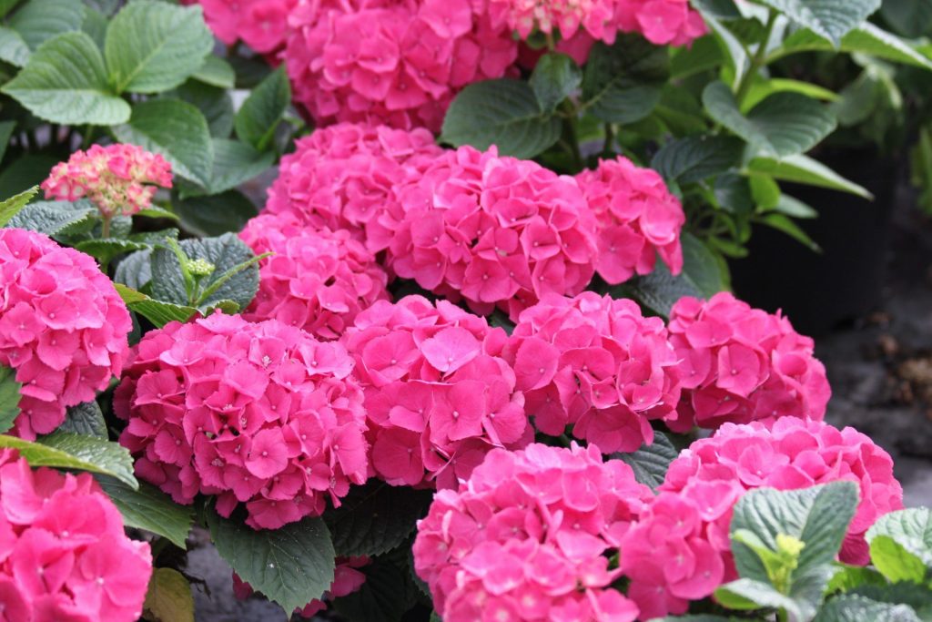 Hortensia à grandes feuilles ed miss hepburn