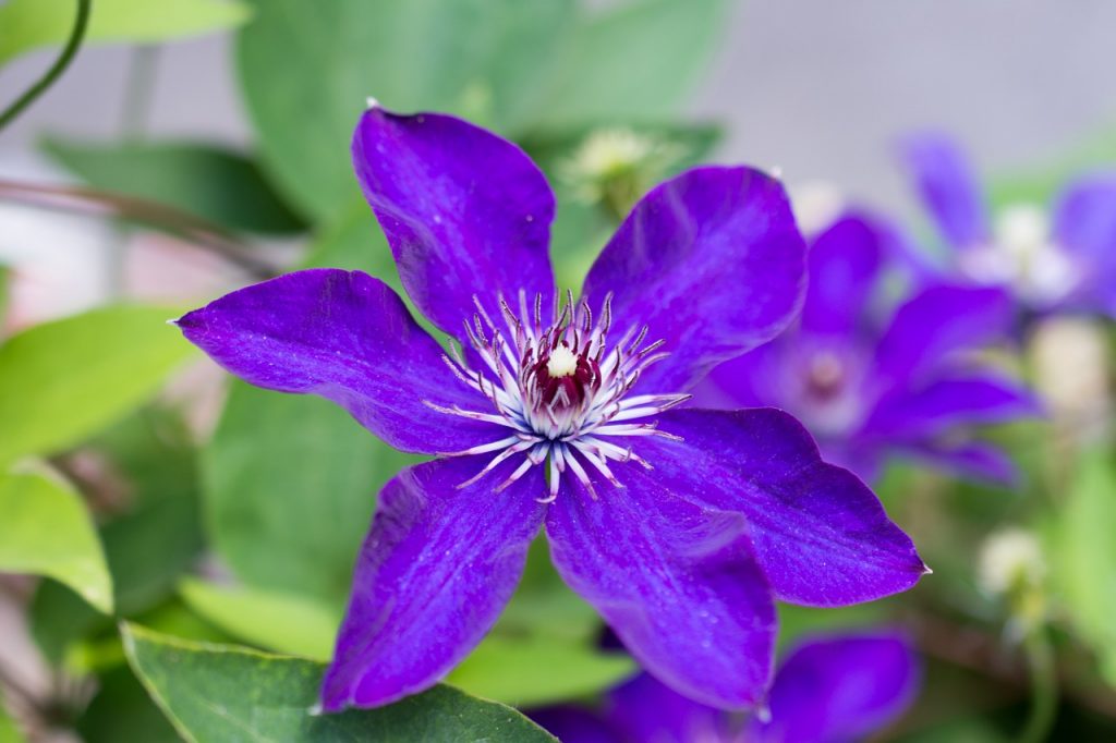 Avis sur Clematis Viola