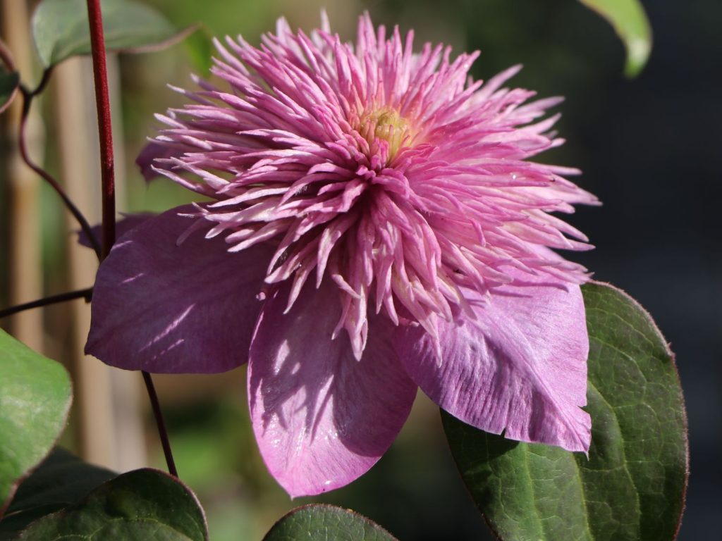 Clematis Kaiser leszállás