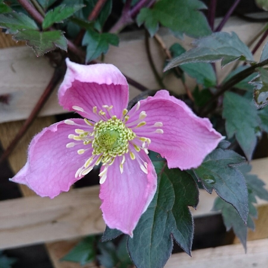 Clematis pink maliit na bulaklak na montana rubens video