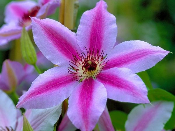 Clematis nelly moser