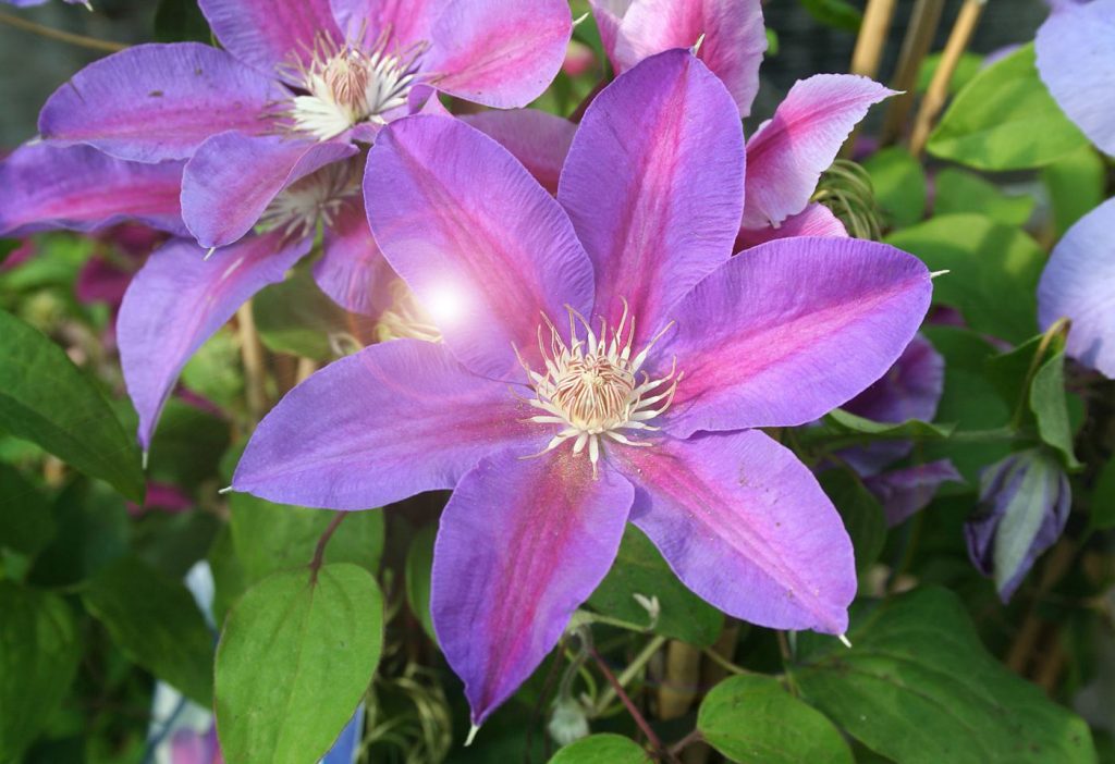 Si Clematis mrs thompson na nag-aalaga