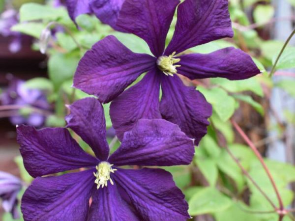 Clématite etoile violette photo