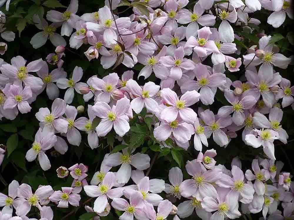 Ang Clematis mountain rubens ay nagtatanim at nangangalaga