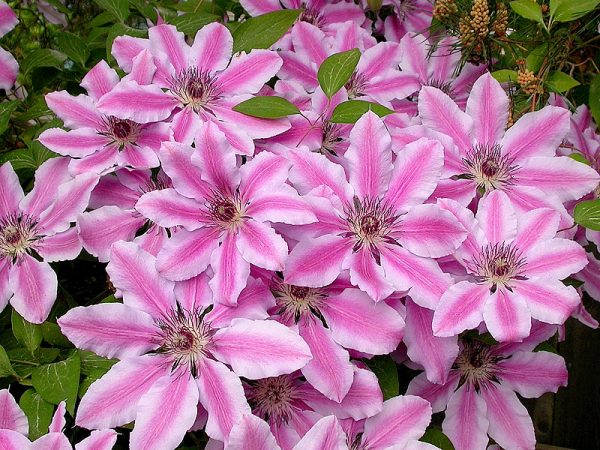 Clematis nelly moser pagtatanim at pag-alis