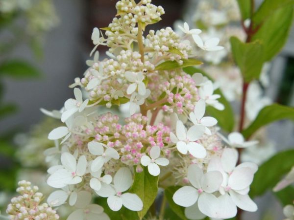 Confettis d'hortensia paniculata