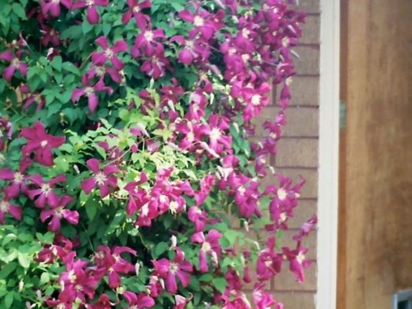 Clematis Julia Correvon Описание