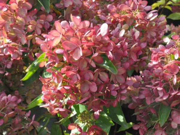 Hydrangea pastel green na paglalarawan