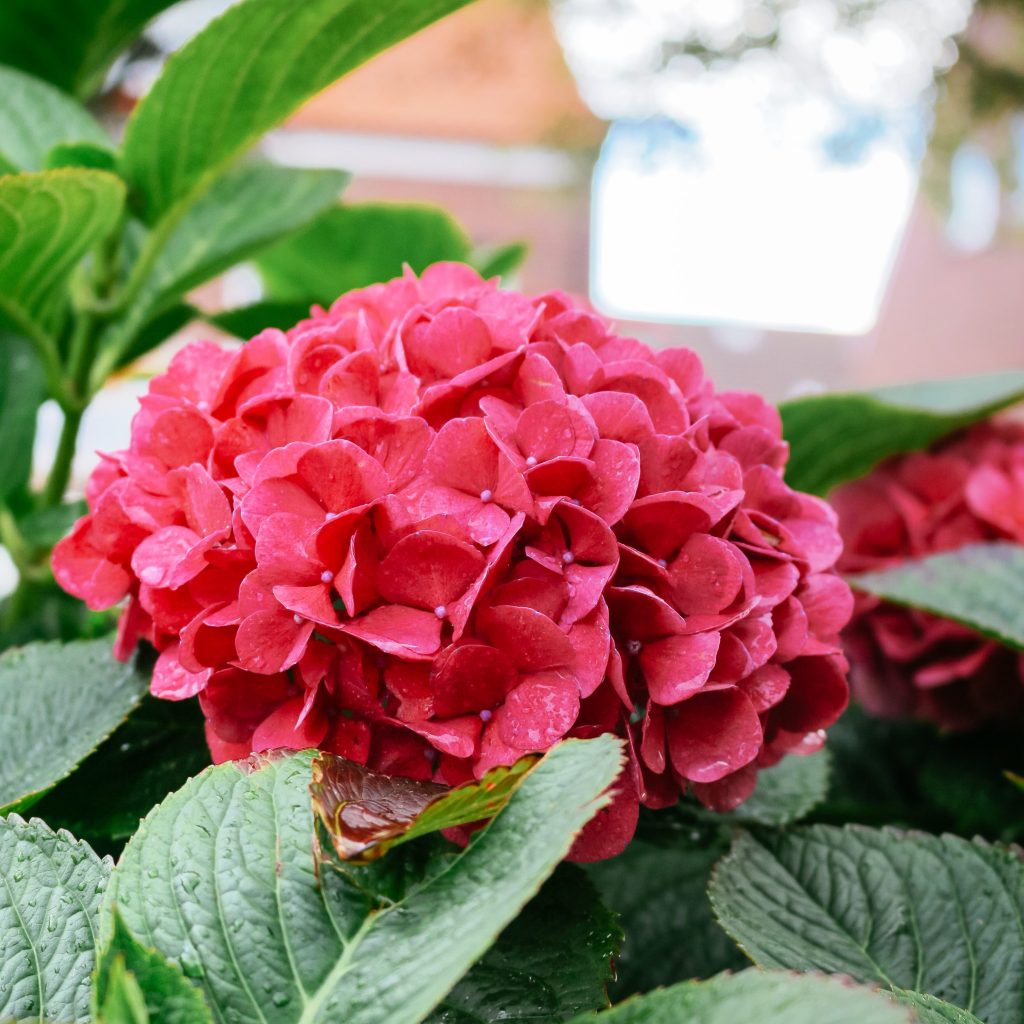 Hortensia rouge