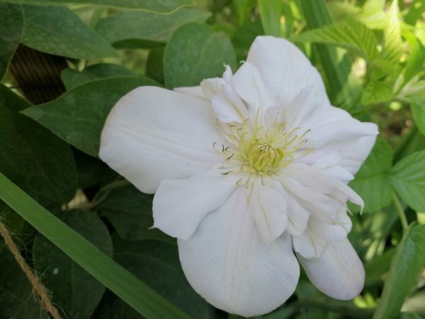 Clematis inosenteng blasch larawan at paglalarawan