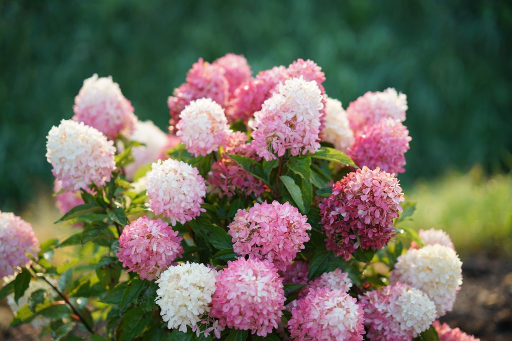 Description et photo du chariot d'hortensia