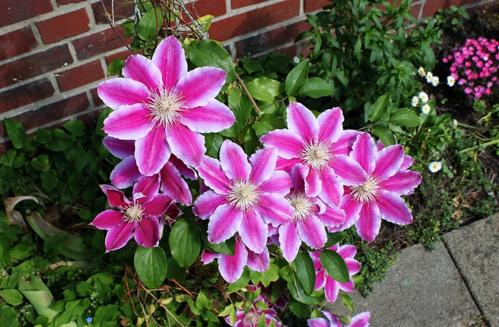 Clematis Dock Ruppel