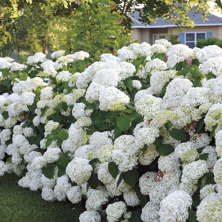 Description de la photo de l'hortensia incredibol