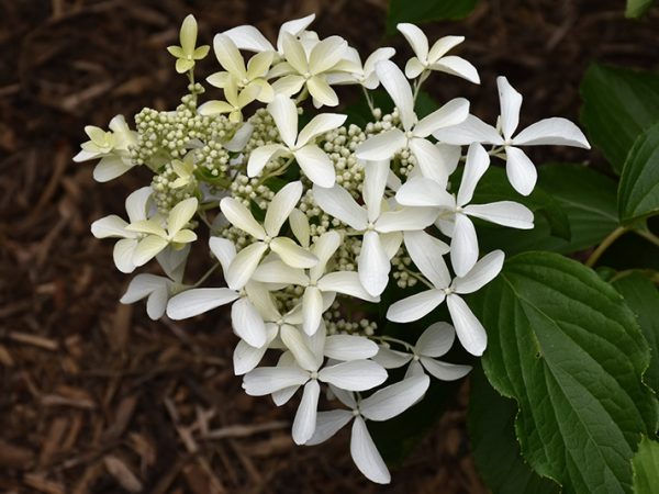 Hortensia Grande Étoile