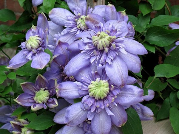 Variété de lumière bleue clématite