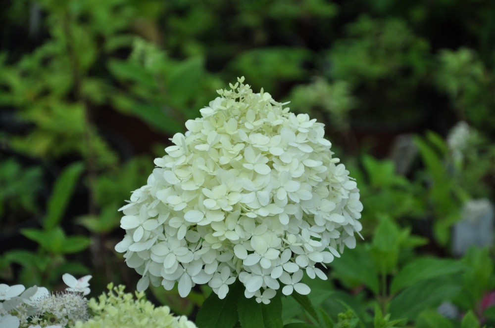 Hortenzia paniculata szelekciós vélemények