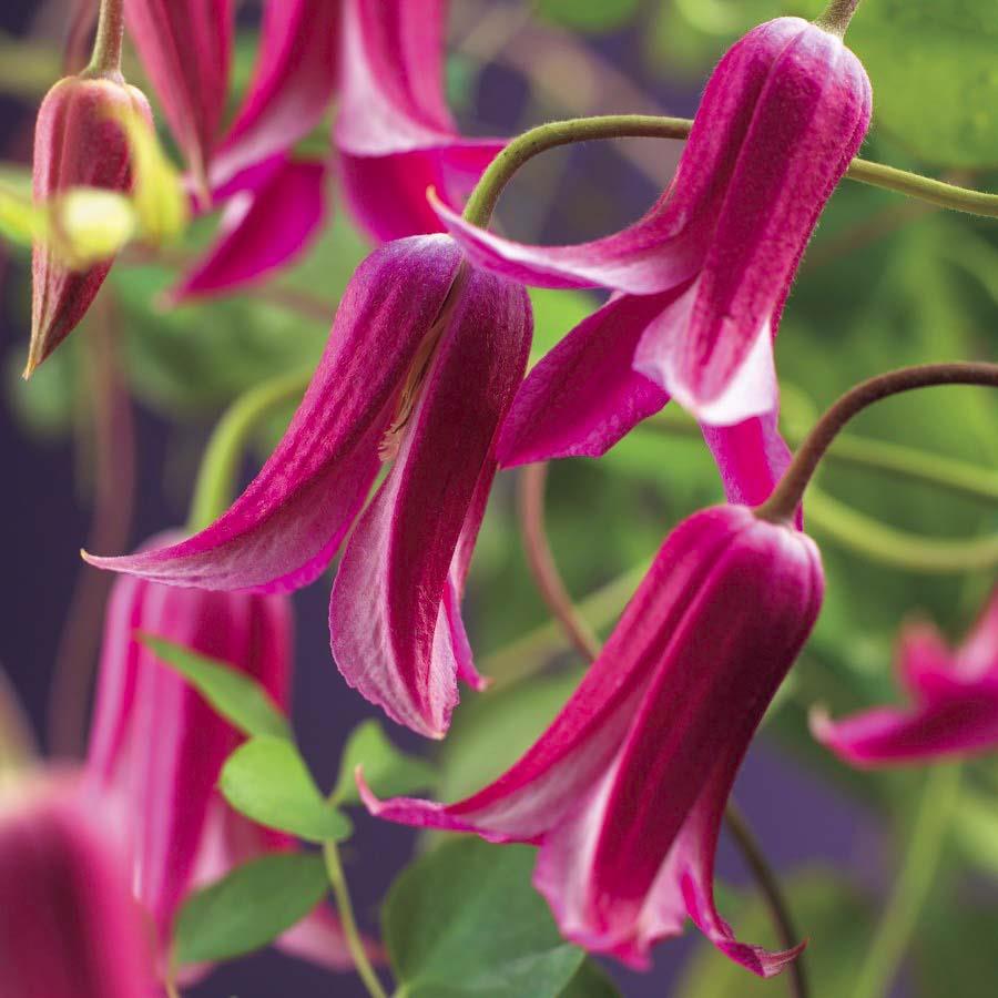 Princesse Diana Clematis