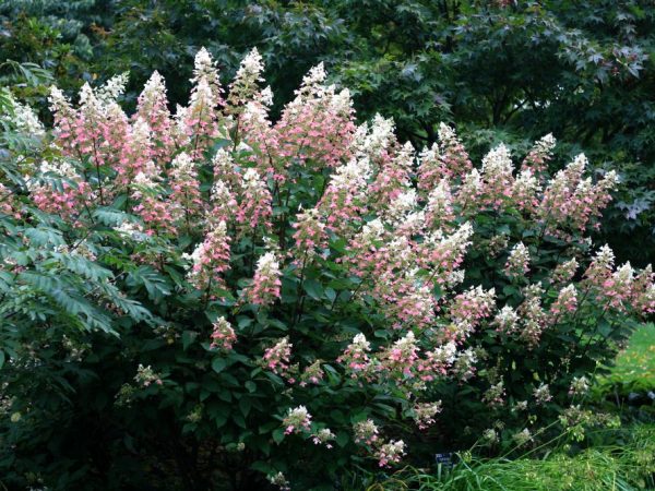 Hydrangea big ben litrato