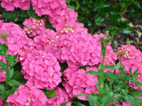 Hortensia alpengluchen