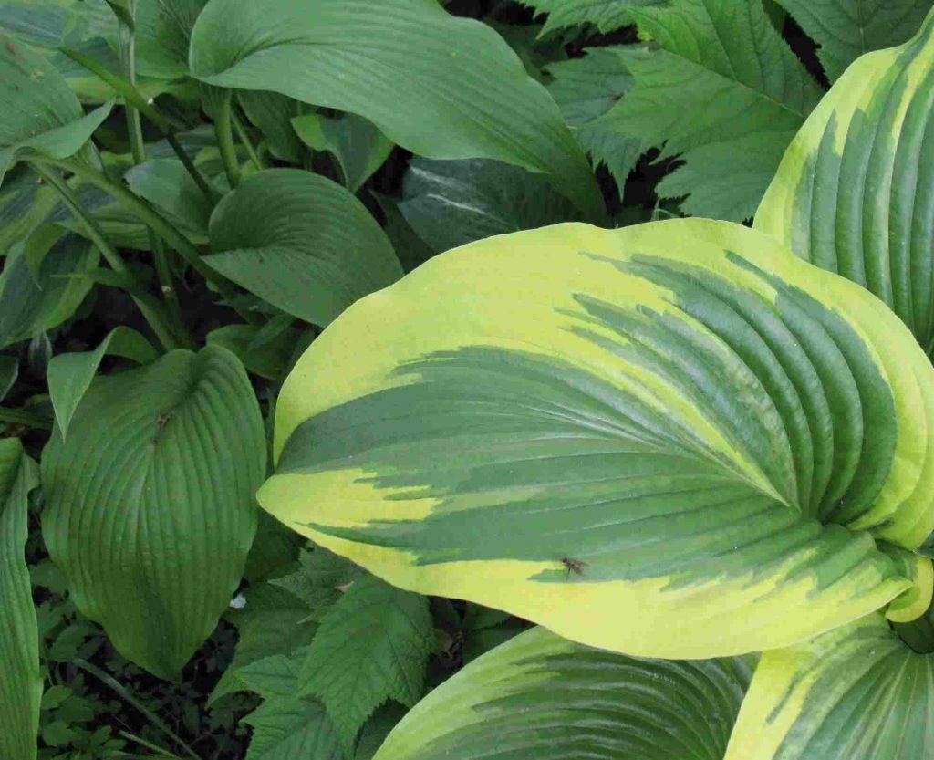 Hosta montana aureomarginate