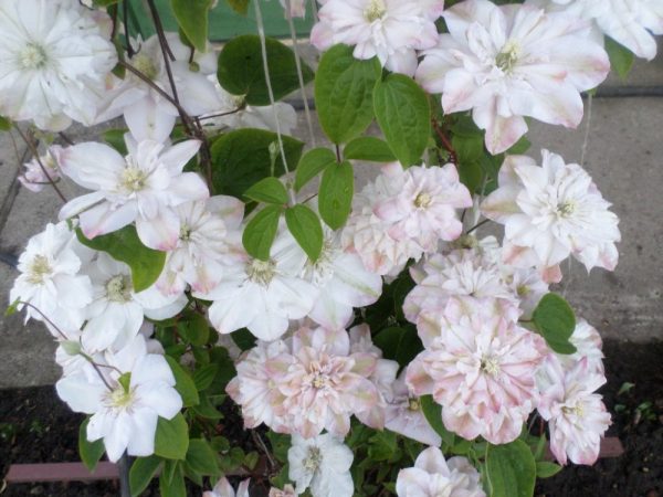 Clematis malalaking bulaklak na inosenteng glans