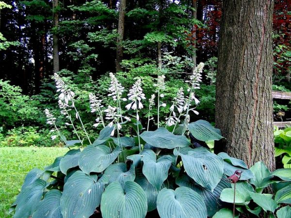 Ange bleu Hosta