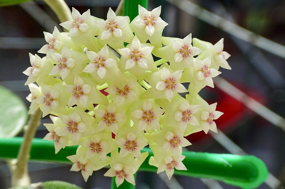 Fleur tricolore Hoya