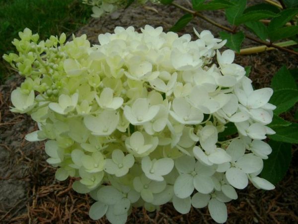 Bombe d'hortensia