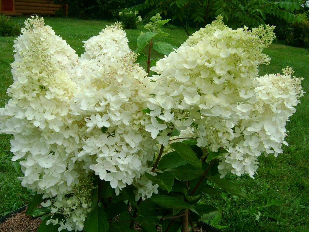 Hortensia dentelle de gorron