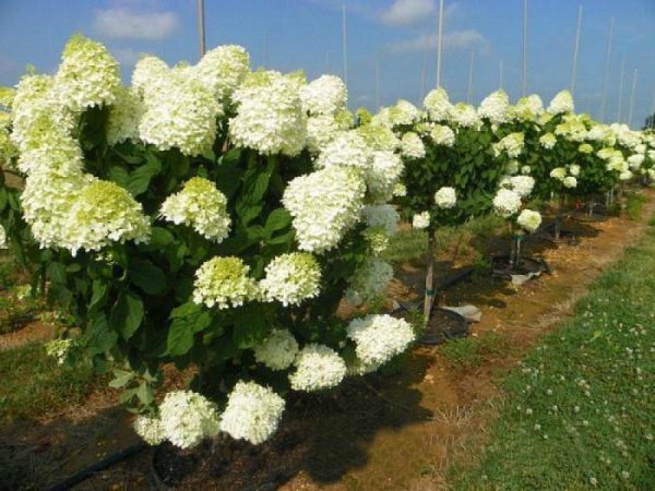 Description de la variété de l'ours polaire Hydrangea paniculata