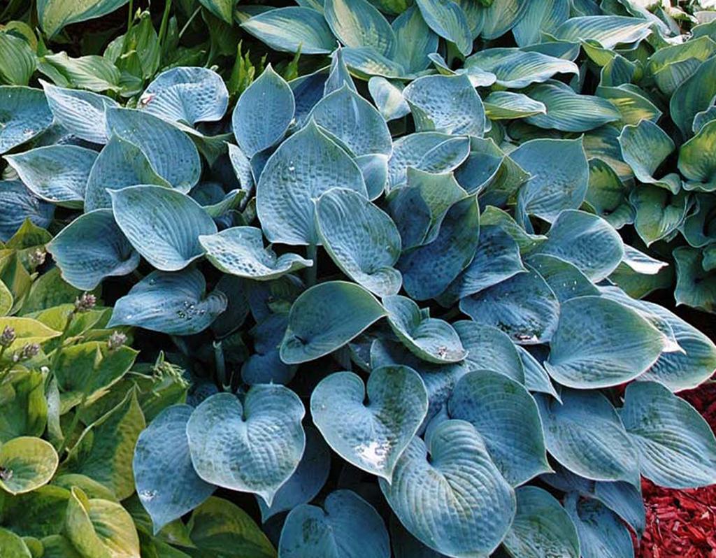 Hosta fin Halcyon