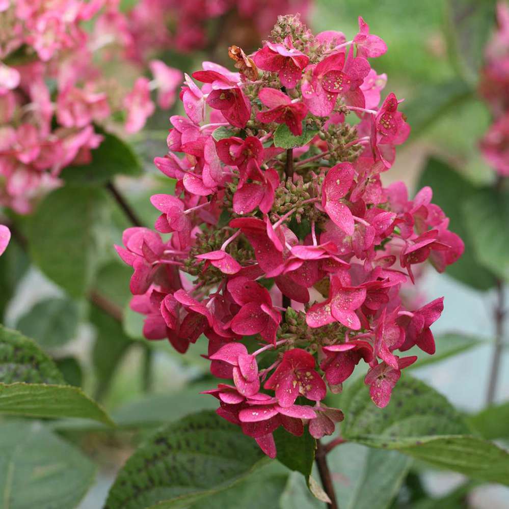 Hydrangea mega mindy paniculata