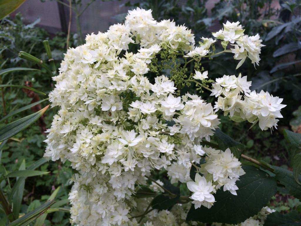 Hydrangea tulad ng terry hayes starburst