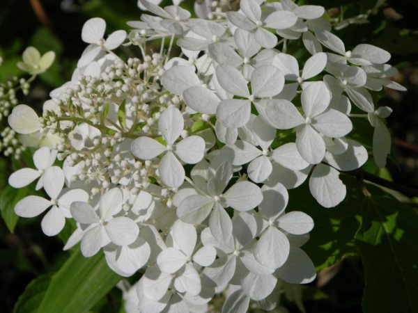 Hydrangea paniculata Levana photo et description