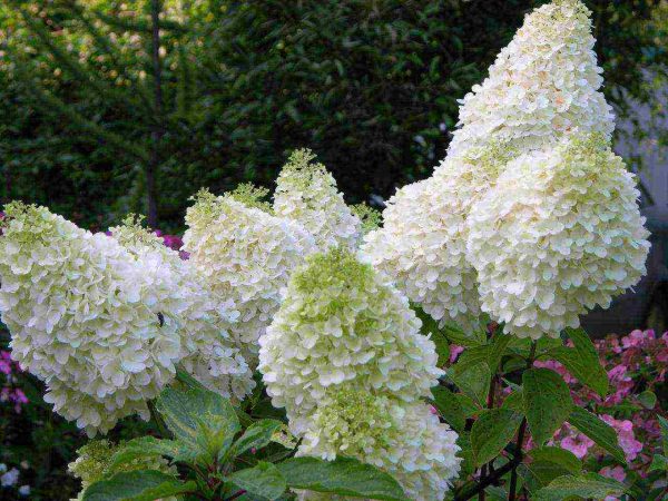 Hydrangea paniculata Hydrangea paniculata Little Lime