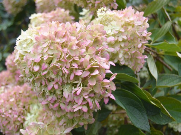 Hydrangea paniculata petit citron vert