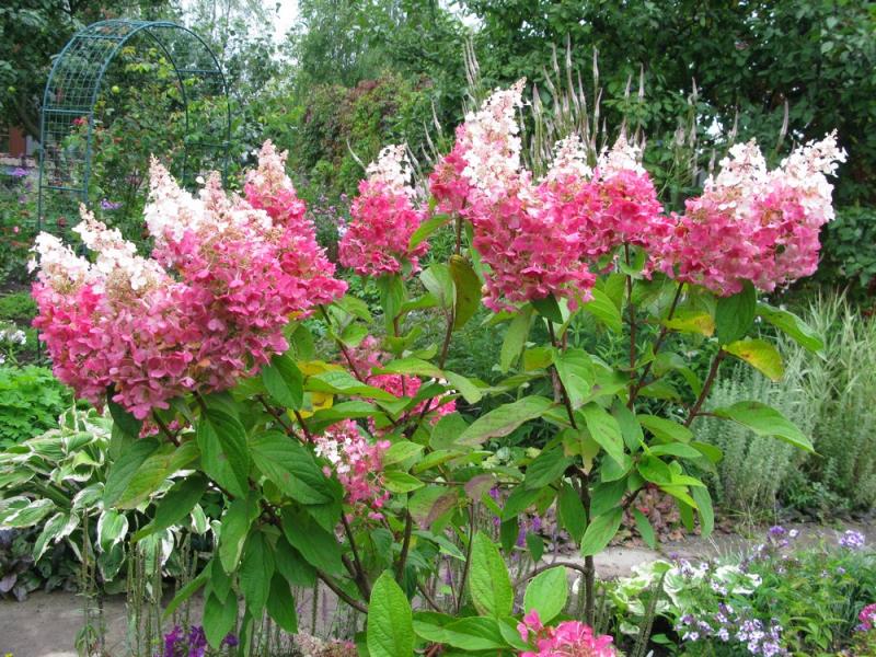 Soin de l'hortensia Pinky Vinca